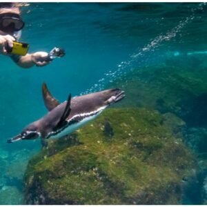 Galapagos