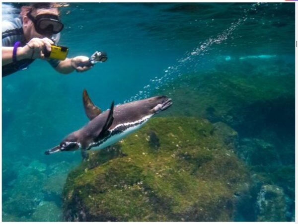Galapagos