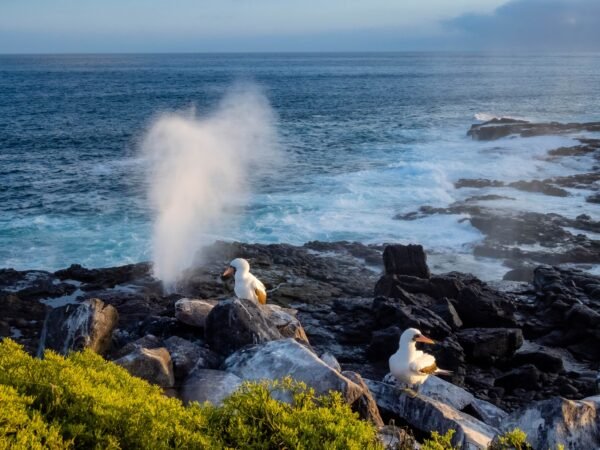 Galapagos